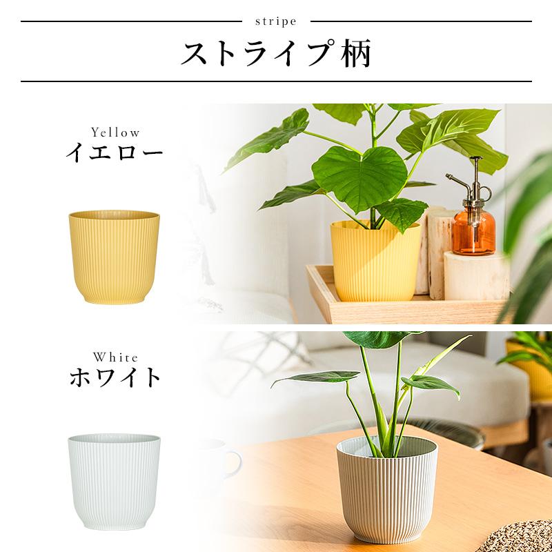 観葉植物 ウンベラータ ウンベラータ | 育て方・特徴・豆知識
