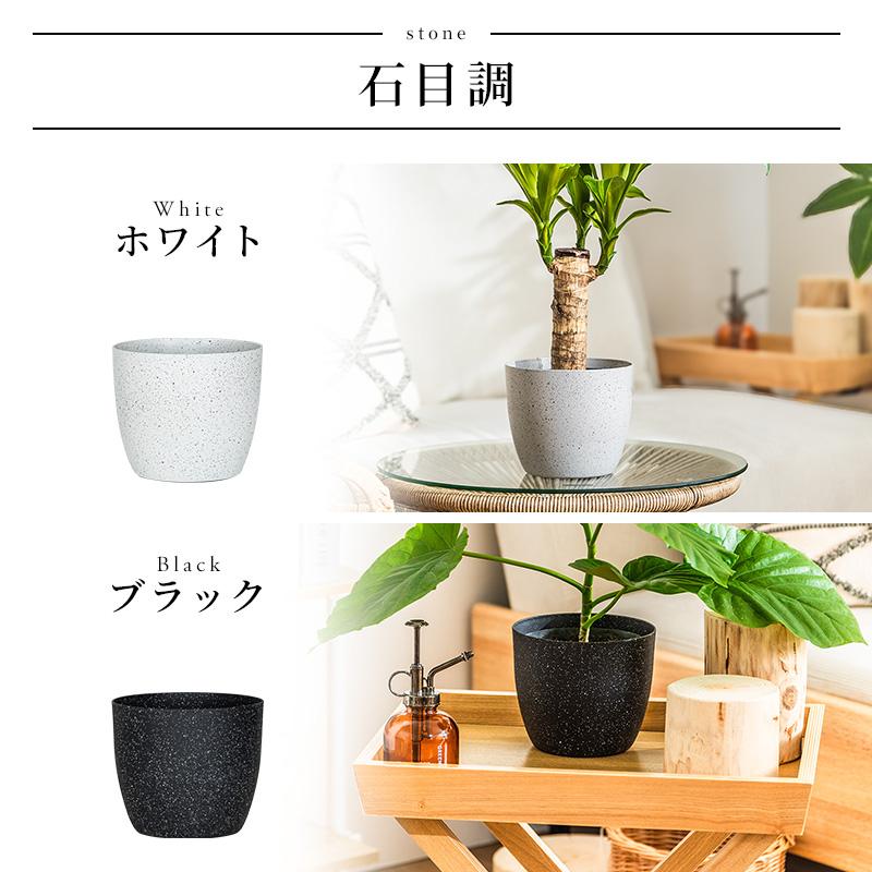 MINT ウンベラータ 室内観葉植物 5号 高さ約40〜60cm 鉢カバー付き