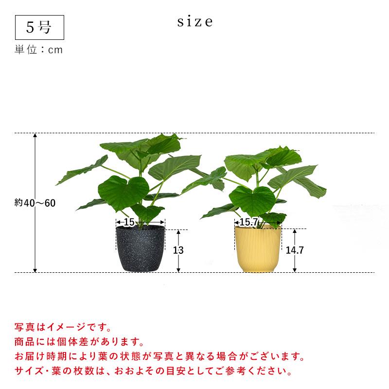 MINT ウンベラータ 室内観葉植物 5号 高さ約40〜60cm 鉢カバー付き