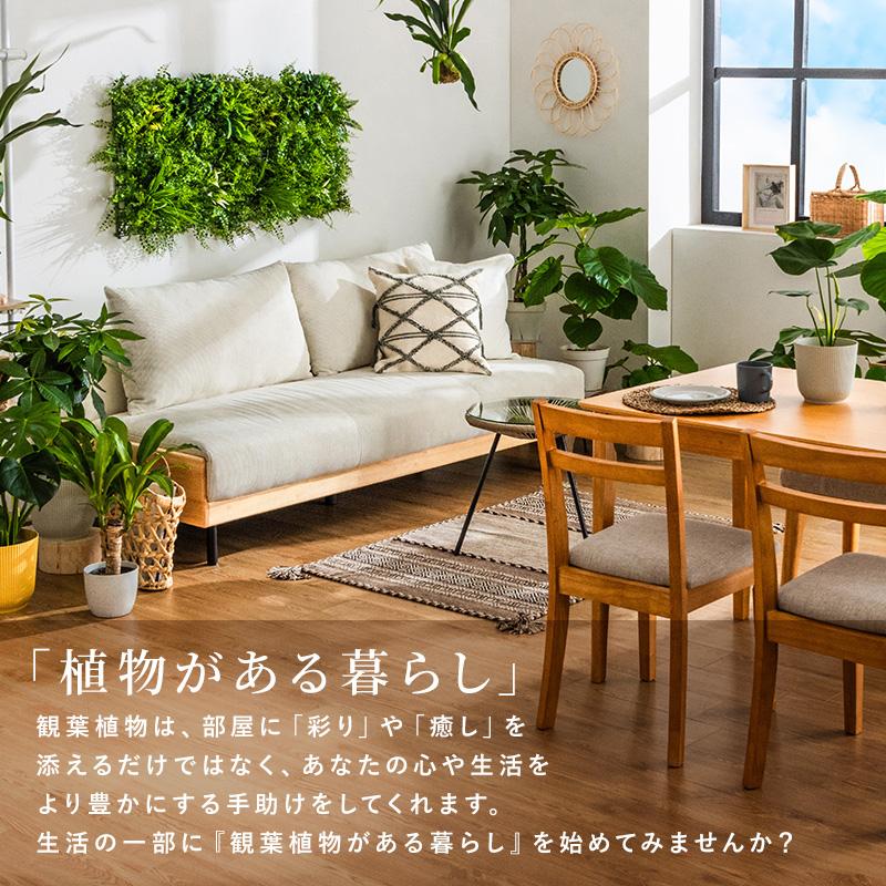 MINT ウンベラータ 室内観葉植物 5号 高さ約40〜60cm 鉢カバー付き