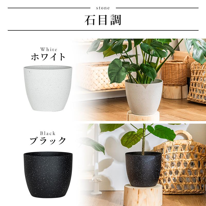 MINT ウンベラータ 室内観葉植物 7号 高さ約70〜90cm 鉢カバー付き
