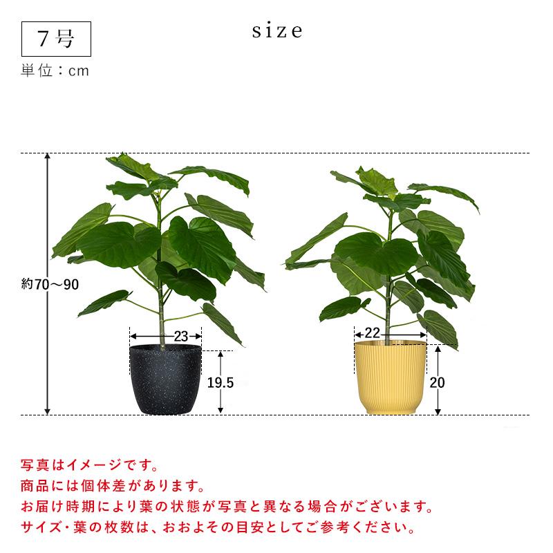 MINT ウンベラータ 室内観葉植物 7号 高さ約70〜90cm 鉢カバー付き