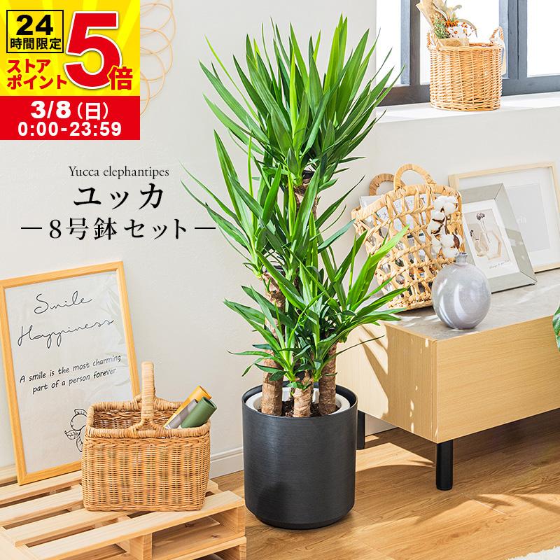 MINT ユッカ 青年の木 観葉植物 8号 鉢カバー付き 高さ約110〜130cm 鉢