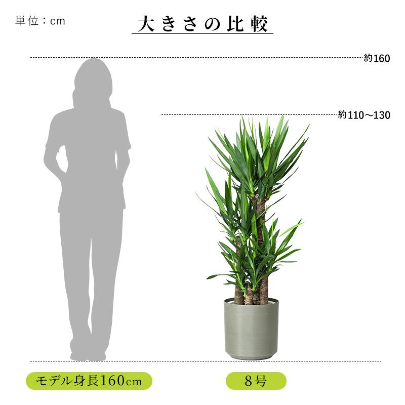 MINT ユッカ 青年の木 観葉植物 8号 鉢カバー付き 高さ約110〜130cm 鉢