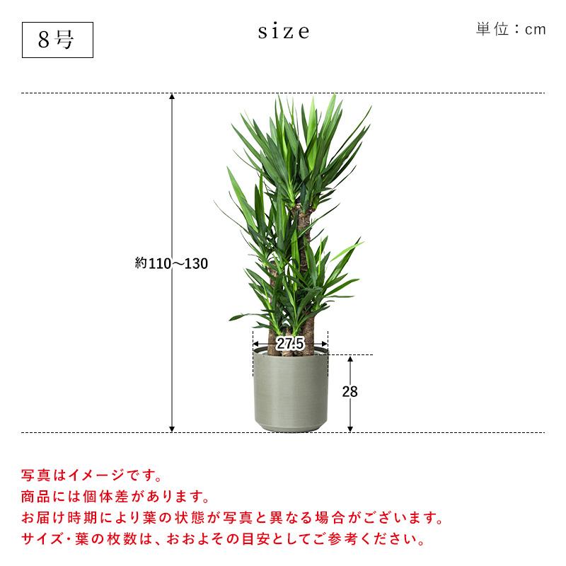 MINT ユッカ 青年の木 観葉植物 8号 鉢カバー付き 高さ約110〜130cm 鉢