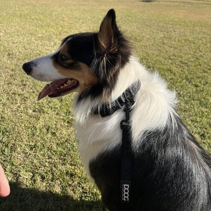 DOOG ( ドゥーグ ) ネオスポーツ ドッグカラー 犬用首輪 ネオプレン犬