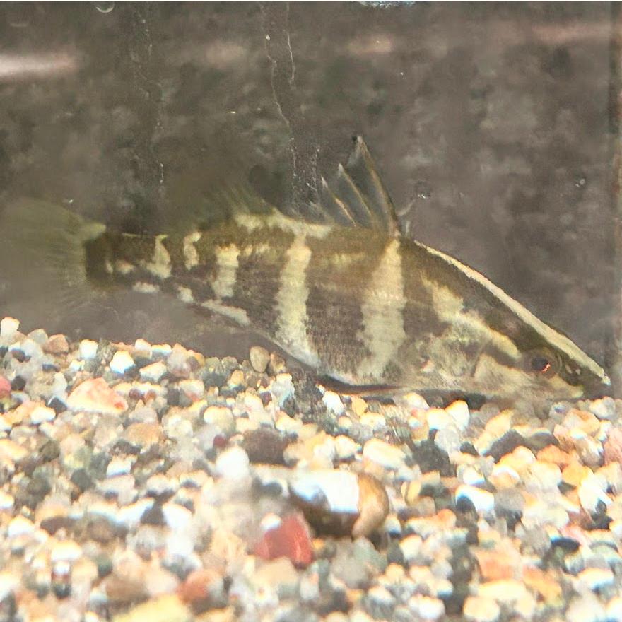 アカメ（MS）単品 数量限定 四万十川水系産 : 日本淡水魚フィールド