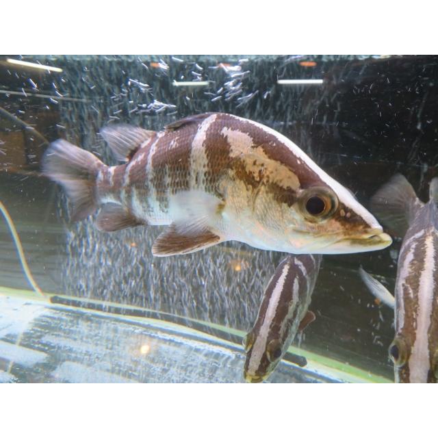 アカメ（MS）単品 数量限定 四万十川水系産 : 日本淡水魚フィールド