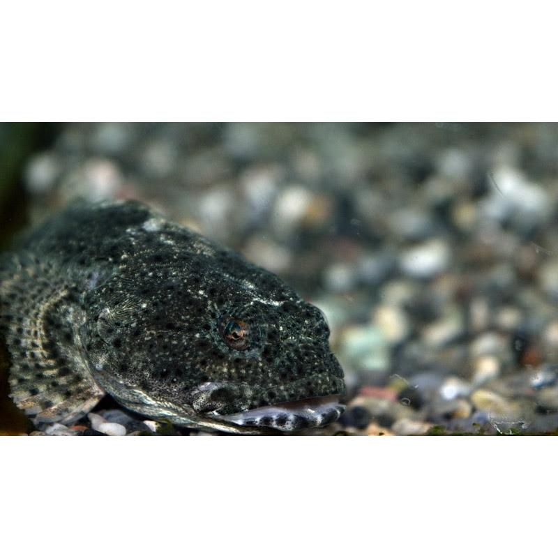 アユカケ 徳島県産ほか Ayukake 日本淡水魚フィールドアクション 通販 Yahoo ショッピング