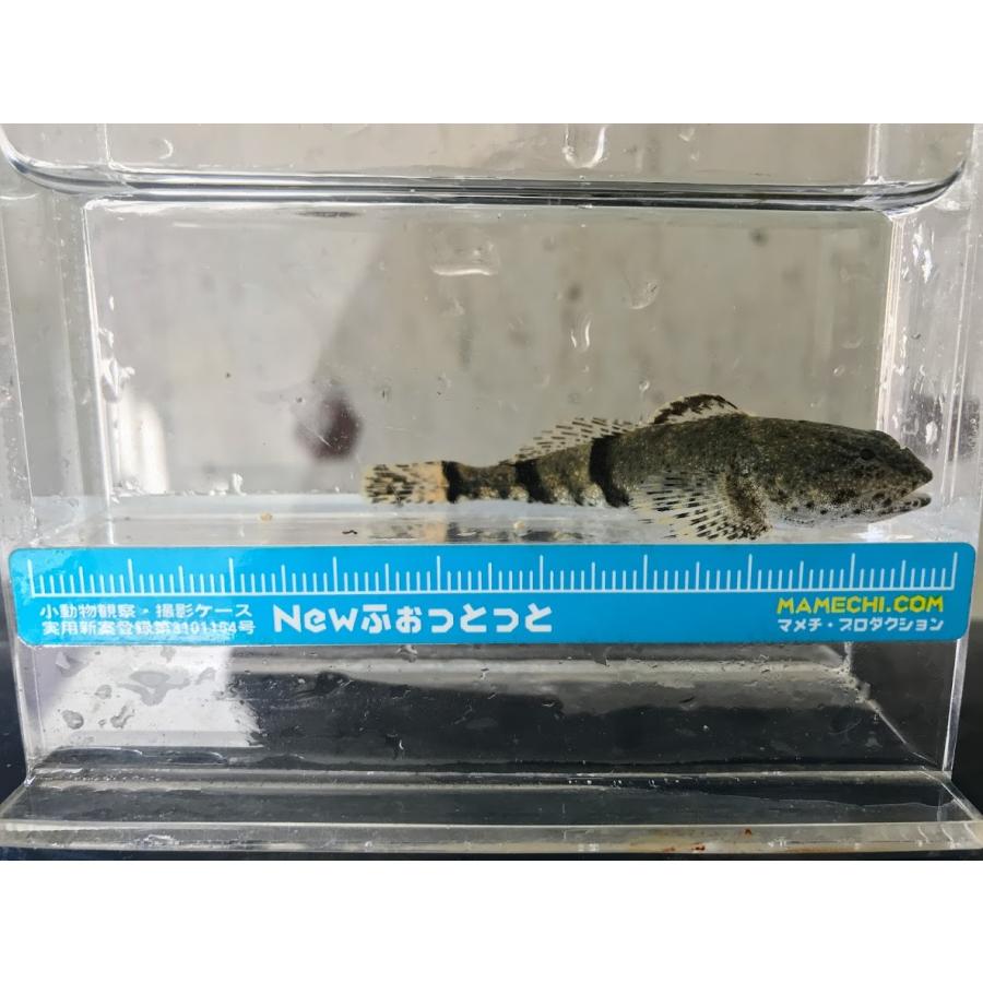 アユカケ 徳島県産ほか Ayukake 日本淡水魚フィールドアクション 通販 Yahoo ショッピング