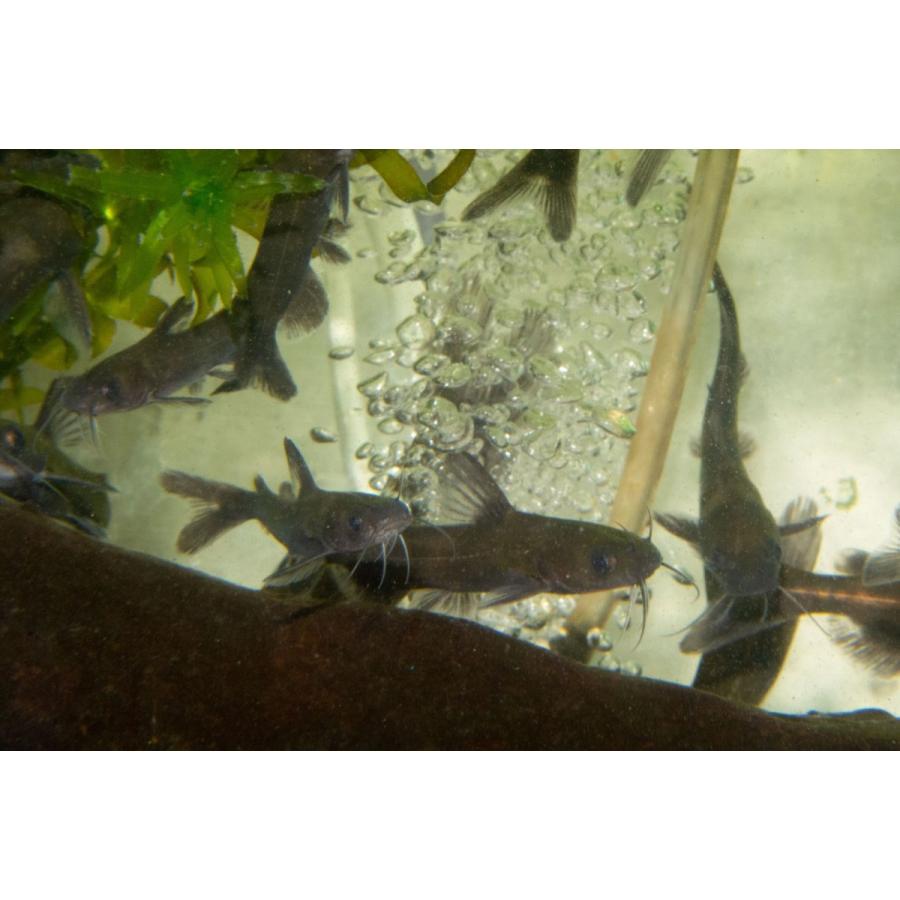 ギギ ｍ 単品 兵庫県産ほか Gigim 日本淡水魚フィールドアクション 通販 Yahoo ショッピング
