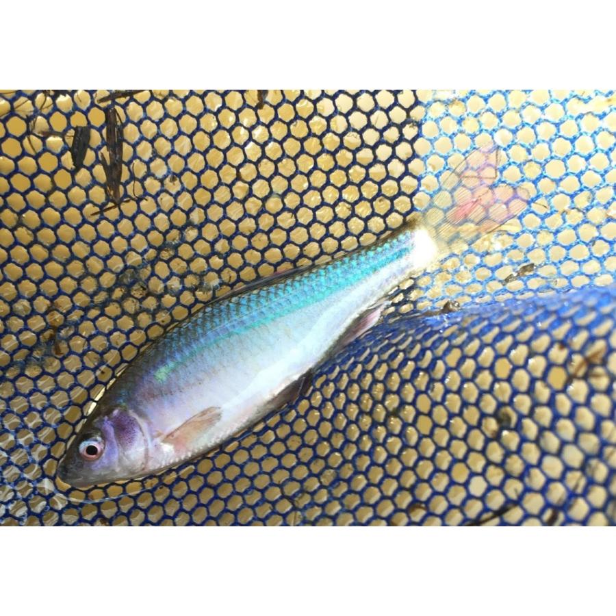 イチモンジタナゴ ｍ 単品 兵庫県産ほか Ichimonnji 日本淡水魚フィールドアクション 通販 Yahoo ショッピング