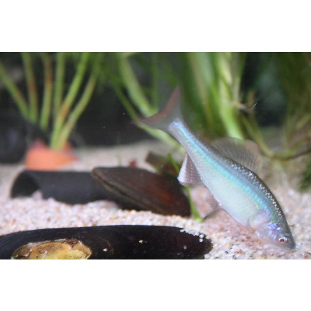 イチモンジタナゴ 3匹セット 兵庫県産 Ichimonnjitanagos3 日本淡水魚フィールドアクション 通販 Yahoo ショッピング