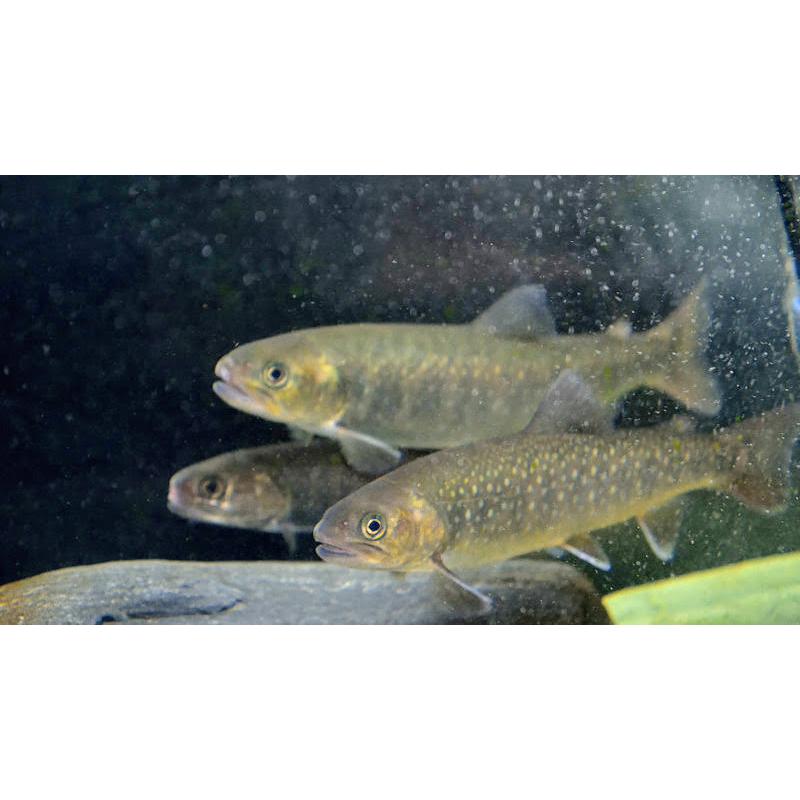 イワナ ｌm 単品 兵庫県産養殖 冬季のみ Iwana 日本淡水魚フィールドアクション 通販 Yahoo ショッピング