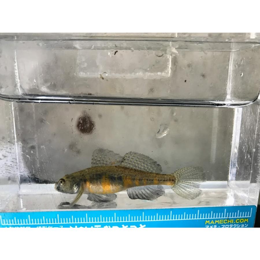 ジュズカケハゼ 3匹セット 宮城県産ほか Jyuzukakehaze 日本淡水魚フィールドアクション 通販 Yahoo ショッピング