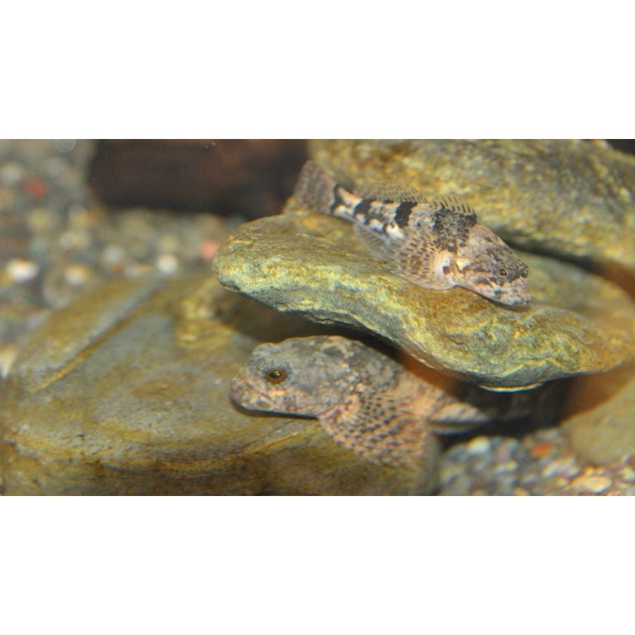 カジカ ｍ 兵庫県産ほか Kajikam 日本淡水魚フィールドアクション 通販 Yahoo ショッピング