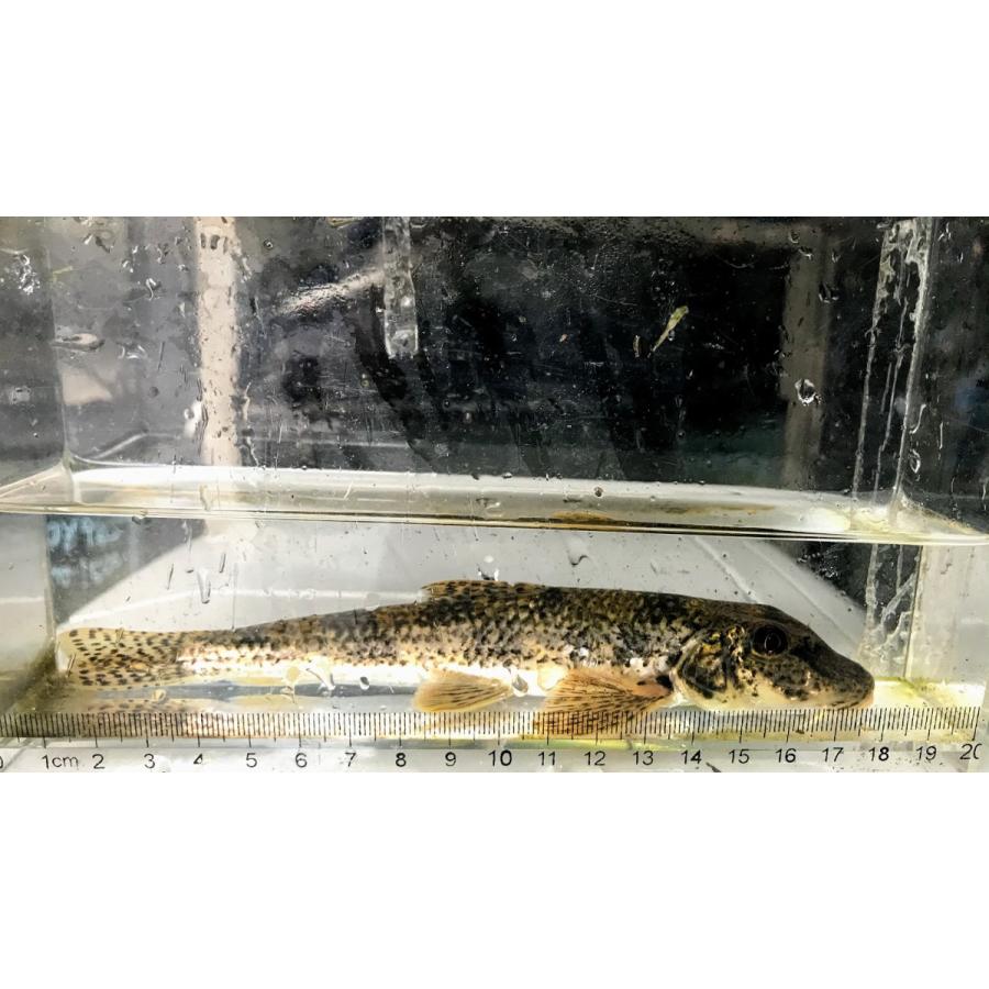 カマツカ ｌ 単品 兵庫県産ほか Kamatsukal 日本淡水魚フィールドアクション 通販 Yahoo ショッピング