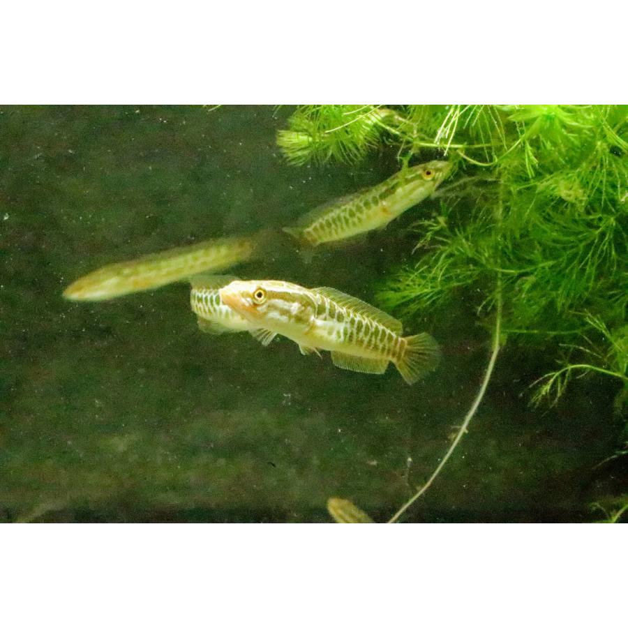 カムルチー（S）[3匹セット] 雷魚 大阪府産ほか : 日本淡水魚 