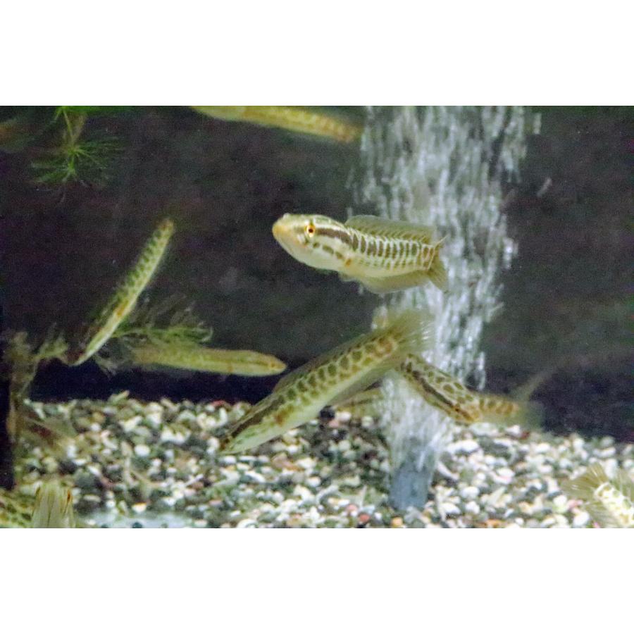 カムルチー（S) 雷魚 [単品] : 日本淡水魚フィールドアクション - 通販