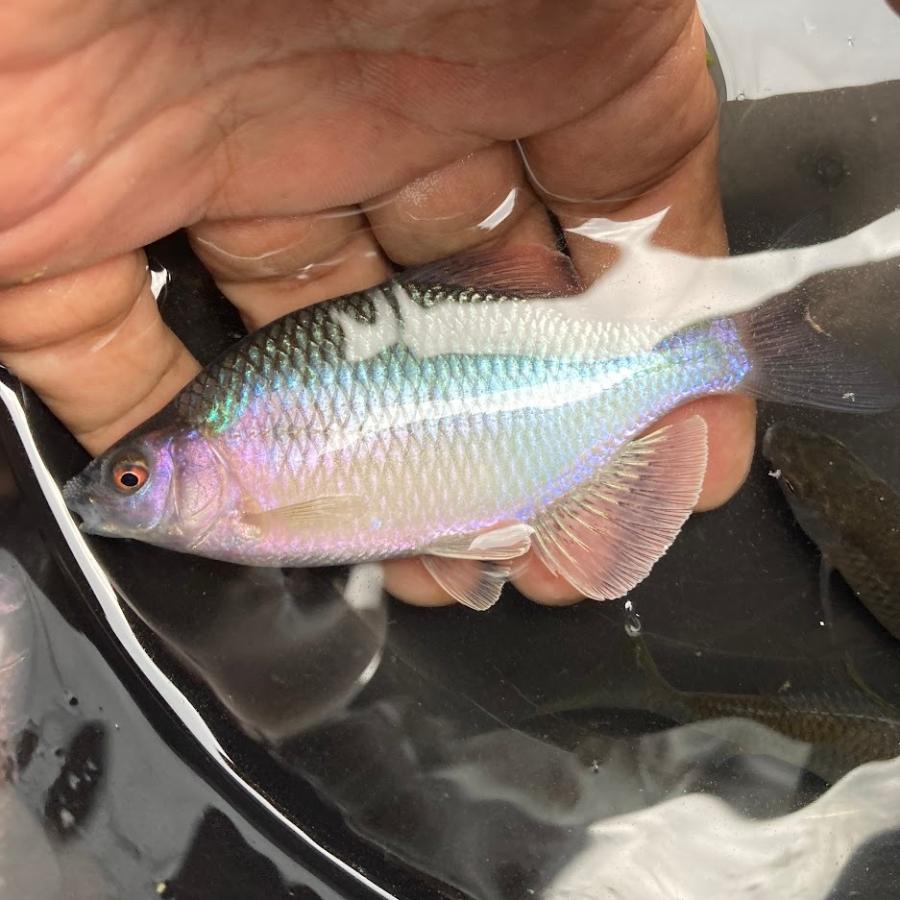 カネヒラセット 本湖カネヒラ（XL） [ペア＋1 計3匹セット] 琵琶湖本湖産 : 日本