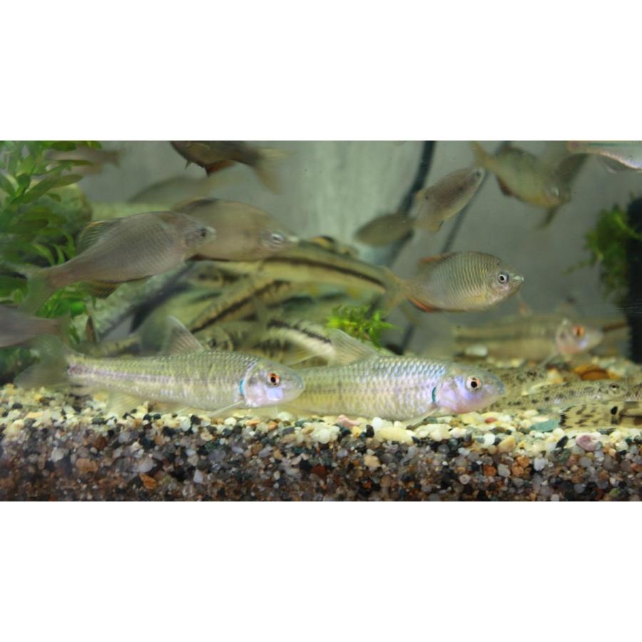 カワヒガイ ｌ 単品 兵庫県産 Kawahigai 日本淡水魚フィールドアクション 通販 Yahoo ショッピング