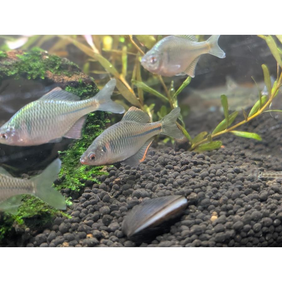 カゼトゲタナゴ　[5匹セット]　矢部川産　学術調査などで有名な産地（Yahoo!・日本淡水魚フィールドアクション）
