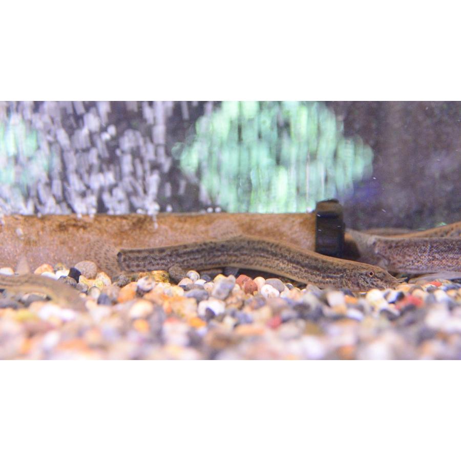 マドジョウ 3匹セット 兵庫県産 Madojyou 日本淡水魚フィールドアクション 通販 Yahoo ショッピング