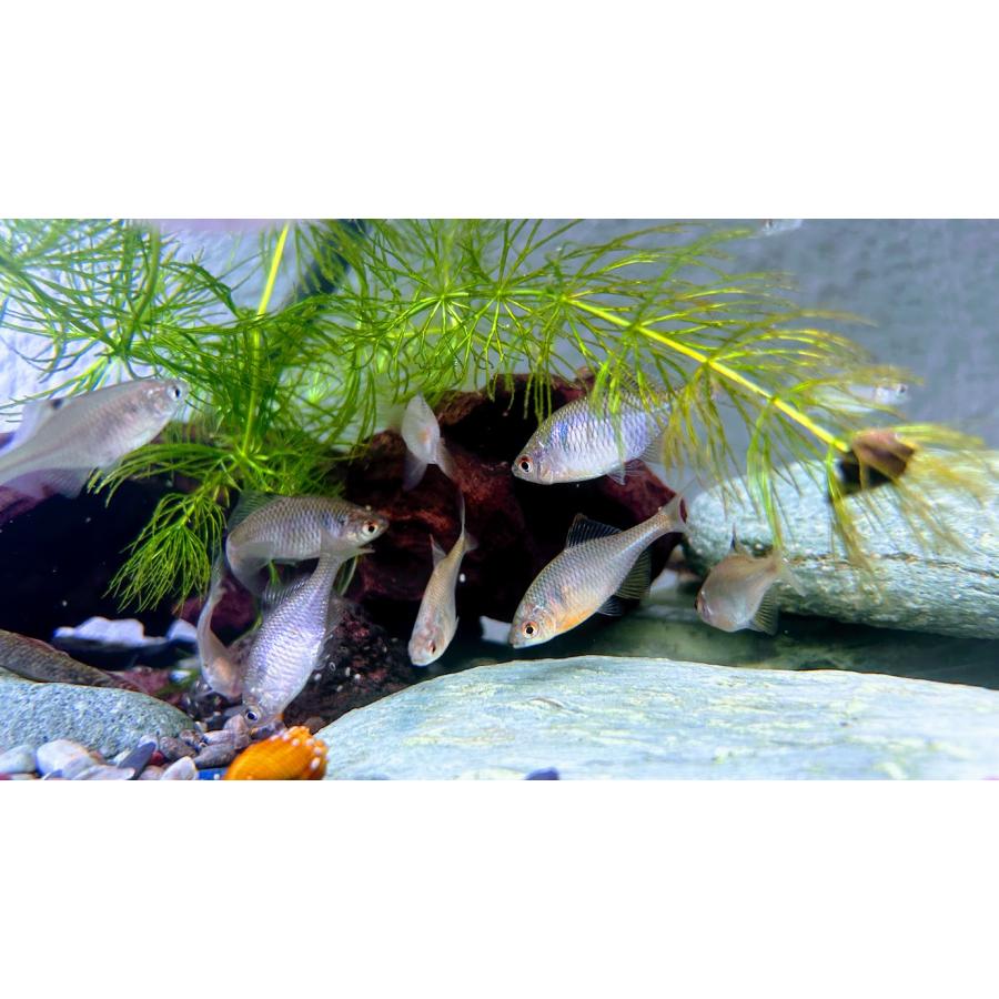 ニッポンバラタナゴ 5匹セット 熊本県産 大阪府産ほか Nichibara21 日本淡水魚フィールドアクション 通販 Yahoo ショッピング