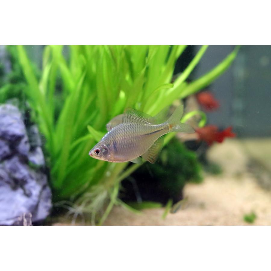 日本バラタナゴ　兵庫県産　[5匹セット]（Yahoo!・日本淡水魚フィールドアクション）
