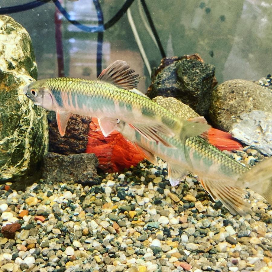 オイカワ 3匹セット 京都府産ほか Oikawa 日本淡水魚フィールドアクション 通販 Yahoo ショッピング