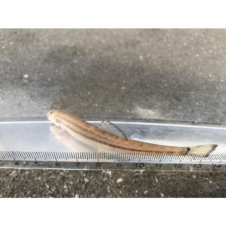 オオガタスジシマドジョウ 琵琶湖水系固有種 3匹セット Anzlawz Com