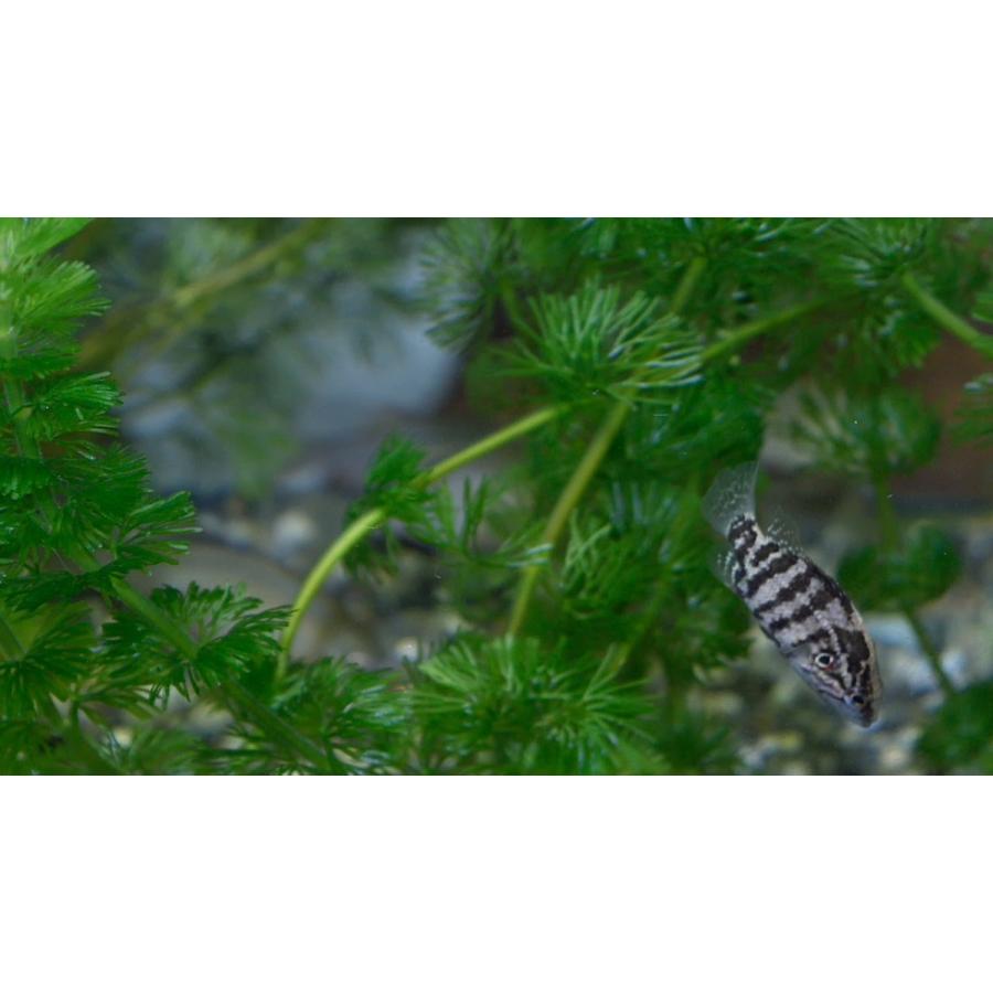 日本淡水魚の代表 オヤニラミ ギガランキングｊｐ