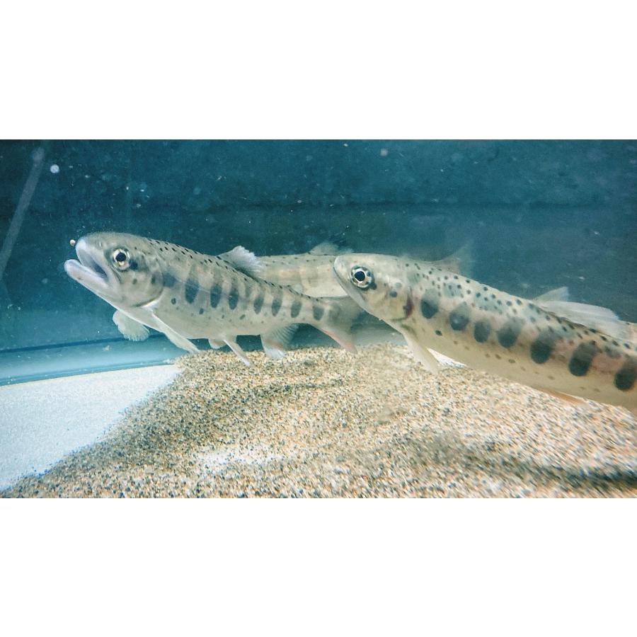 アマゴ（M）[単品] 兵庫県産 : 日本淡水魚フィールドアクション - 通販 - Yahoo!ショッピング