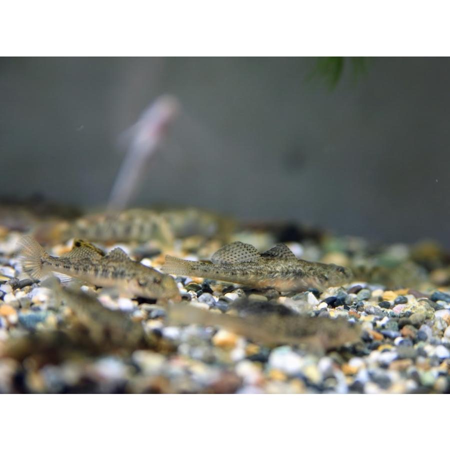 シマヒレヨシノボリ ３匹セット 和歌山県産ほか Shimahire 日本淡水魚フィールドアクション 通販 Yahoo ショッピング