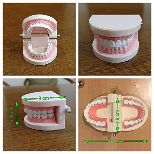 fieldlabo 歯列模型 大 小 2点セット 歯ブラシ付き 歯磨き 指導 教育 実習 お子様の指導に｜fieldmuseum｜03