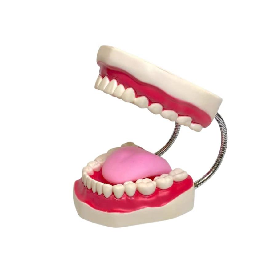 fieldlabo 歯列模型 大 小 2点セット 歯ブラシ付き 歯磨き 指導 教育 実習 お子様の指導に｜fieldmuseum｜05