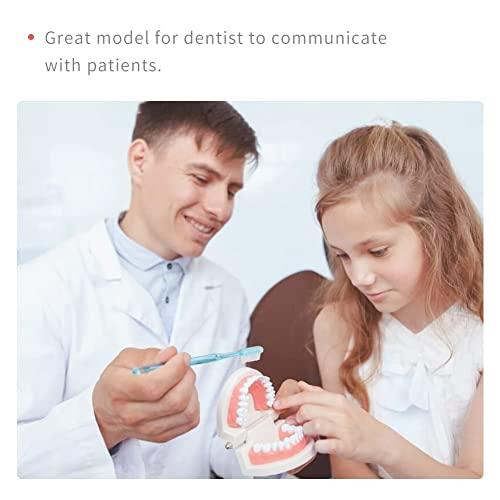 fieldlabo 歯列模型 大 小 2点セット 歯ブラシ付き 歯磨き 指導 教育 実習 お子様の指導に｜fieldmuseum｜06