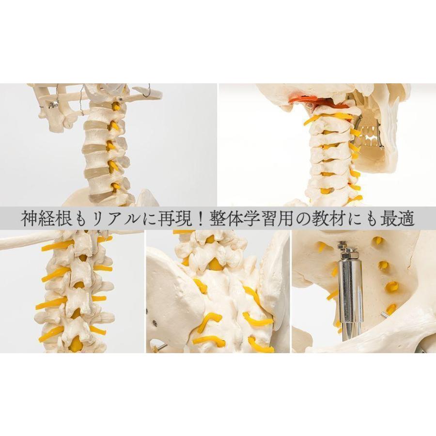 国際規格認証品】等身大 人体模型 170cm 神経根有り 全身骨格模型 骨格