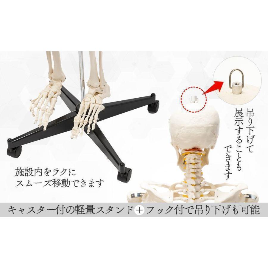 等身大！人体模型 170cm 神経根有り 全身骨格模型 骨格標本 Amazon.co.jp: 【国際規格認証品】等身大 人体模型 170cm 神経根