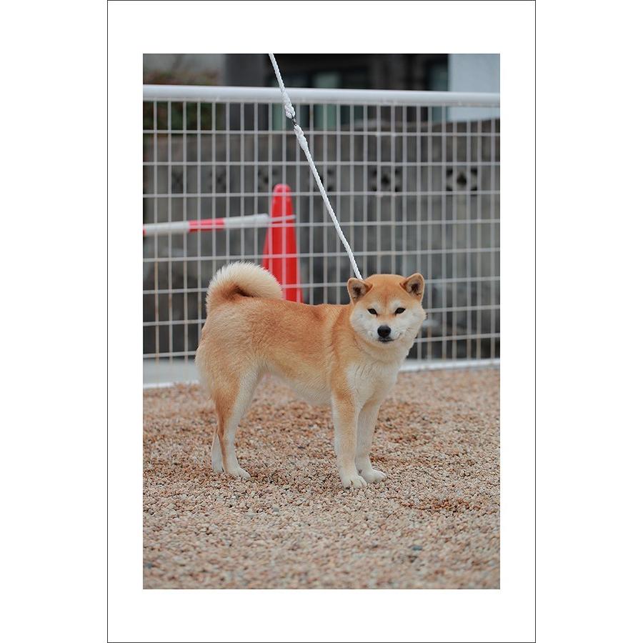 犬 リード R0100 9mm ロープ 引きひも ブリーダー 訓練 大会 犬用 R0100 Fierte 通販 Yahoo ショッピング