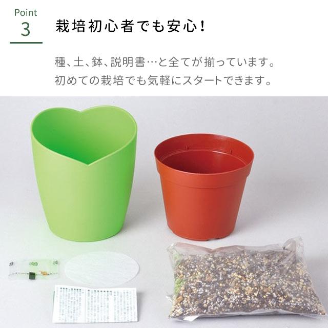 四つ葉のクローバー 栽培キット 栽培セット きっとみつかる しあわせの