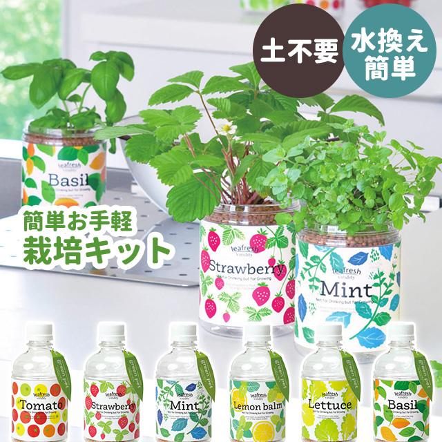 聖新陶芸 育てるグリーンペット GD863 : おしゃれ雑貨店 Fine Dream