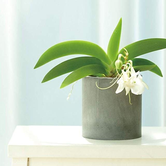 日本製 soil 珪藻土 鉢カバー プランターカバー インテリア ソイル