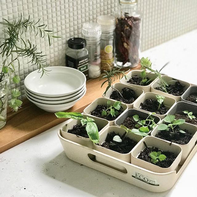 SPICE of Life（スパイス オブ ライフ） SPICE スパイス BENIGN エコ