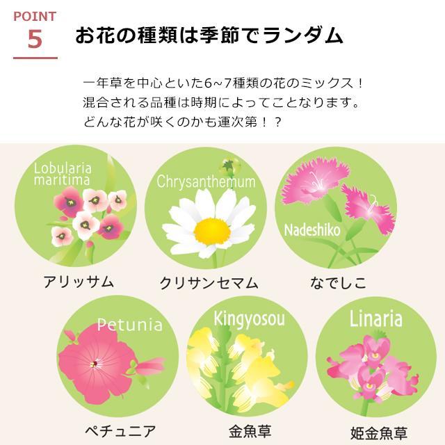 聖新陶芸 おめでた花おみくじ ブタ 開運 和風 豚 種 植物 栽培セット 栽培キット｜fine-dream｜07