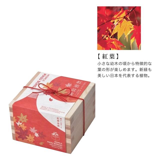 聖新陶芸 栽培セット ソダテマス 盆栽 GD-846 黒松 桜 紅葉 枡 和風
