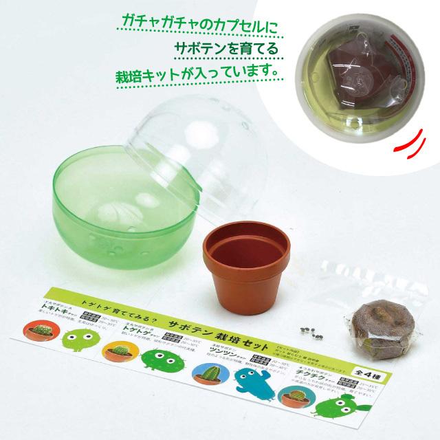 聖新陶芸 育てるカプセル サボテン GREEN CAPSULE 1個 : おしゃれ雑貨