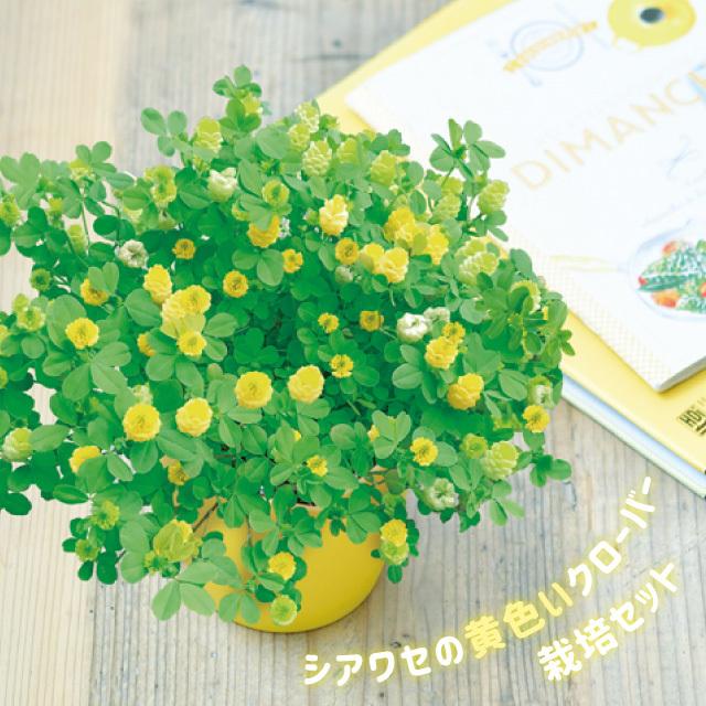 聖新陶芸 シアワセの黄色の花咲くクローバー栽培セット GD923