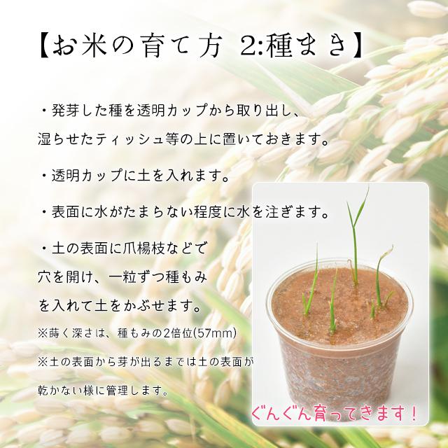 聖新陶芸 自分米 お米の栽培セット Fine Dream 通販 Yahoo ショッピング