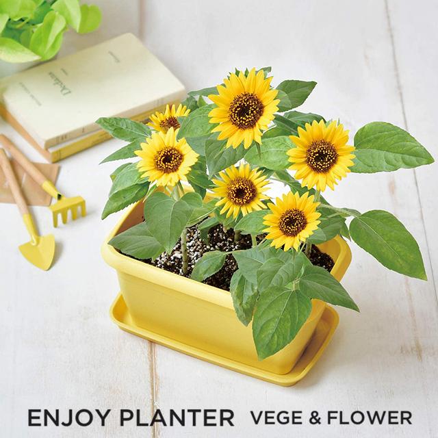 栽培キット 野菜 花 聖新陶芸 エンジョイプランター ベジ フラワー